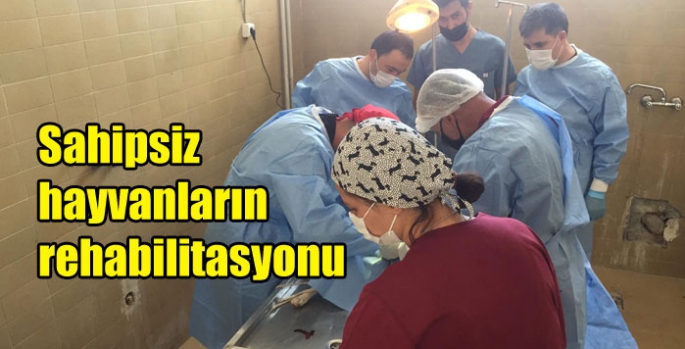 Sahipsiz hayvanların rehabilitasyonu