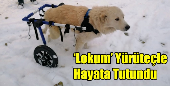 Susuz’un Kimsesiz Patisi ‘Lokum’ Yürüteçle Hayata Tutundu