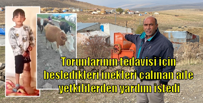 Torunlarının tedavisi için besledikleri inekleri çalınan aile yetkililerden yardım istedi