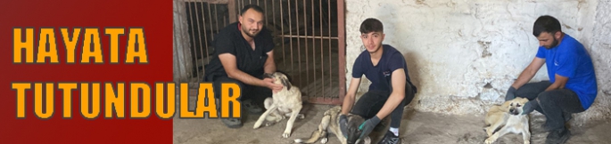 Zifte bulanan 10 yavru köpekten 5’i hayata tutundu